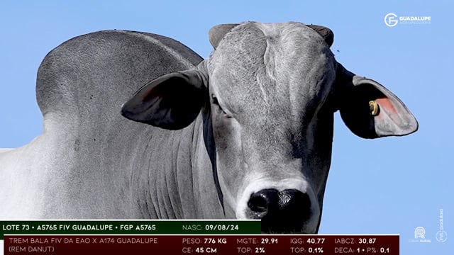 Lote 73