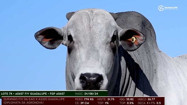 Lote 74