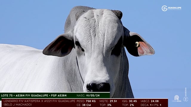 Lote 75