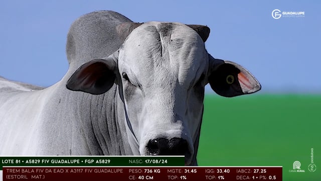 Lote 81