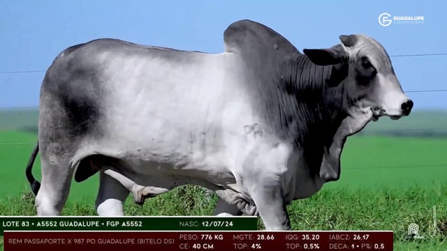 Lote 83