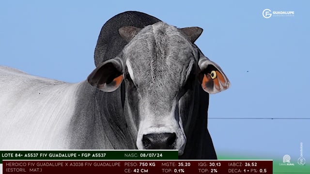 Lote 84