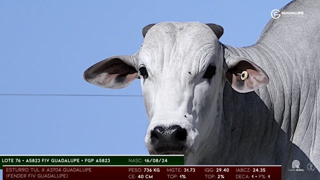 Lote 76