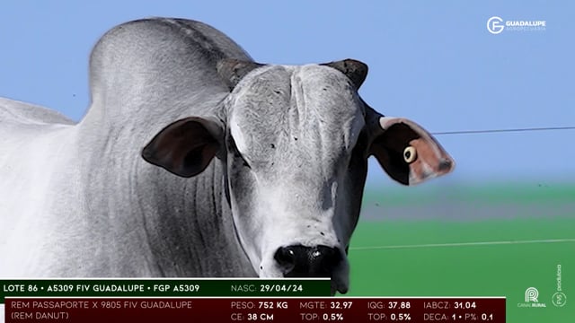Lote 86