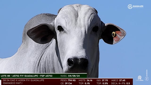 Lote 88