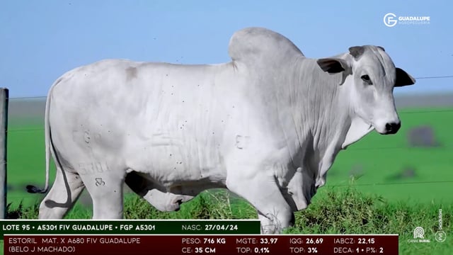 Lote 95