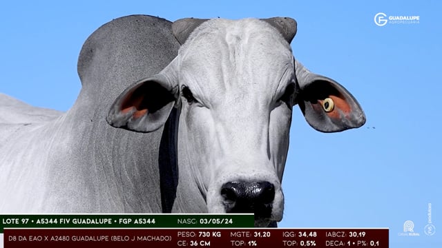 Lote 97