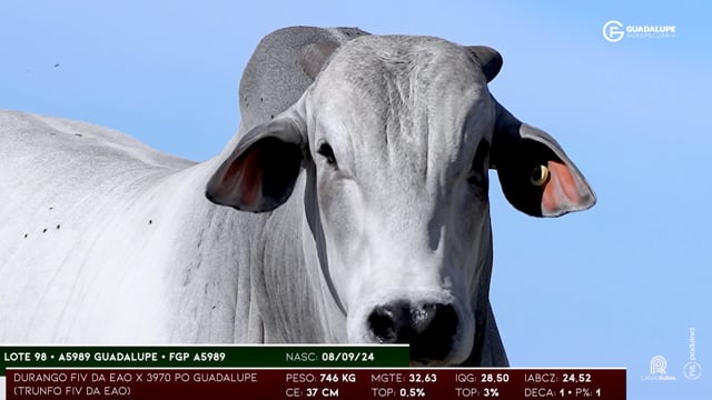 Lote 98