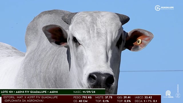 Lote 101