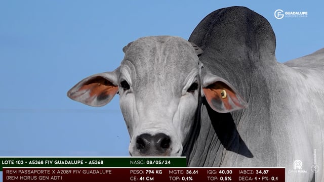 Lote 103