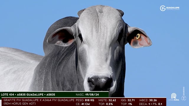 Lote 104