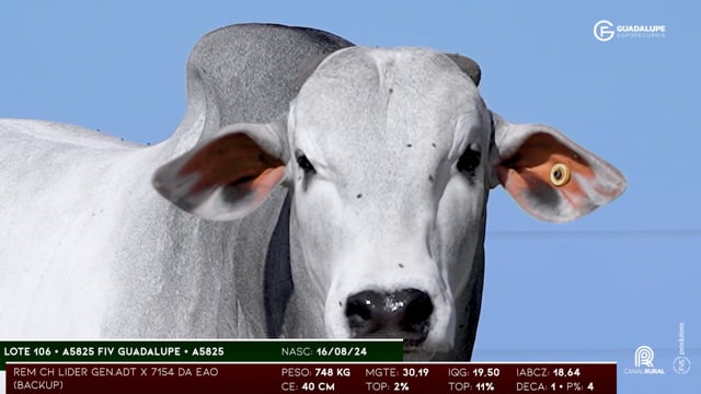 Lote 106