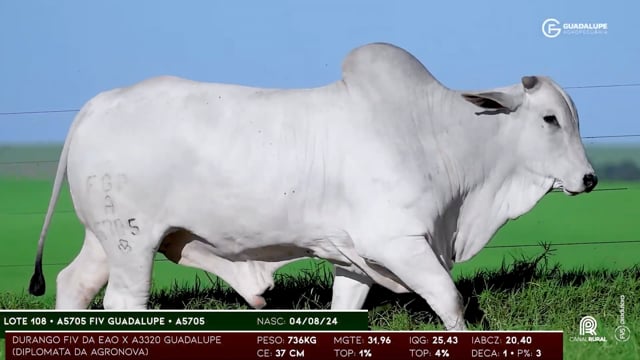 Lote 108