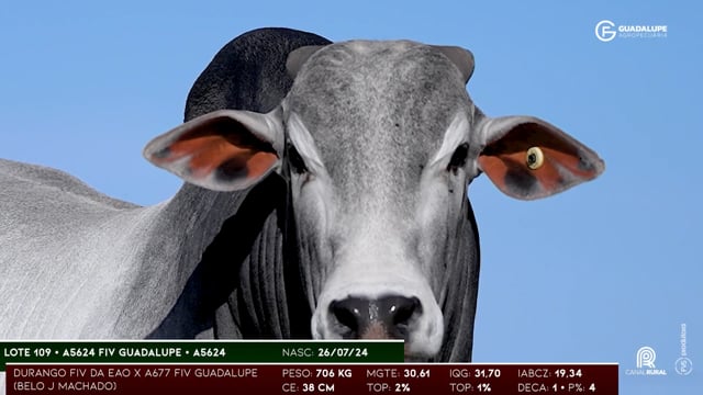 Lote 109