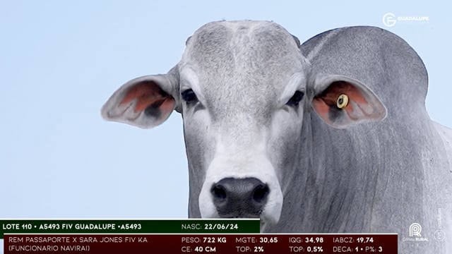 Lote 110