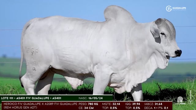 Lote 111