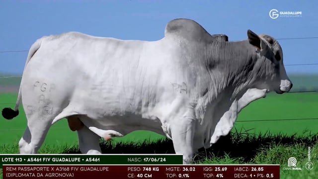 Lote 113