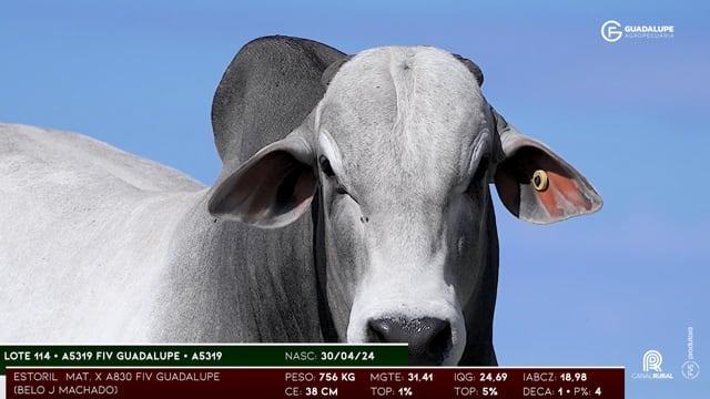 Lote 114