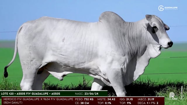 Lote 120