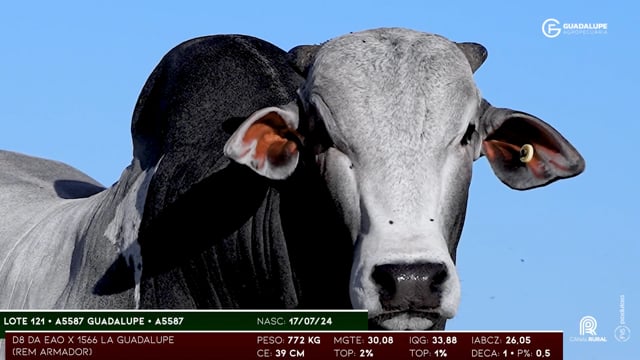 Lote 121