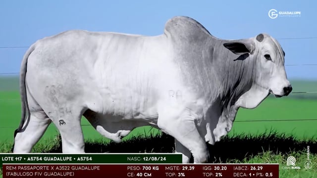 Lote 117