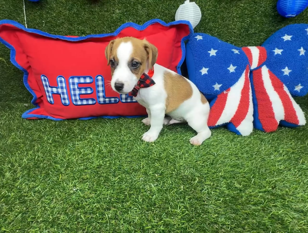 Male Jack Russell Terrier puppy named Resses for sale at Puppy Dreams - Arlington. video thumbnail