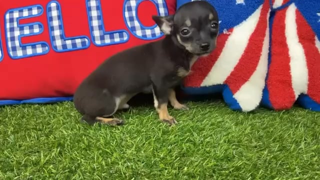 Male Chihuahua puppy named Cricket for sale at Puppy Dreams - Arlington. video thumbnail