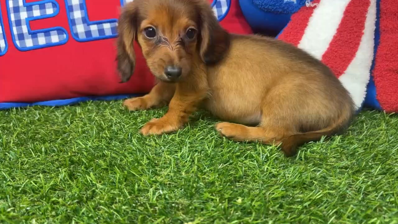 Female Dachshund puppy named Cannoli for sale at Puppy Dreams - Arlington. video thumbnail