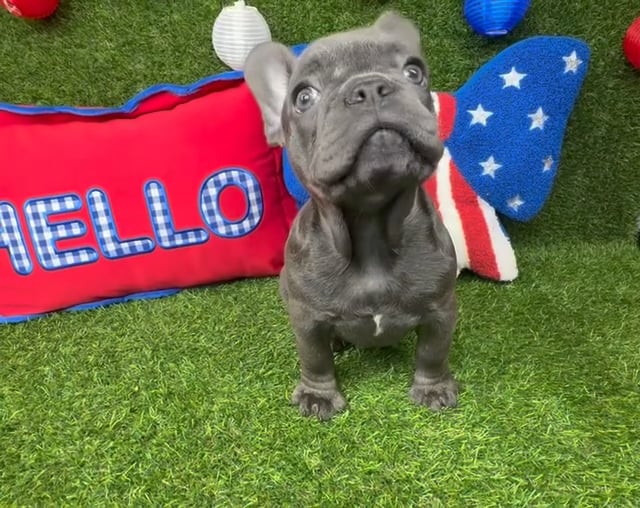 Female French Bulldog puppy named Pupcake for sale at Puppy Dreams - Arlington. video thumbnail