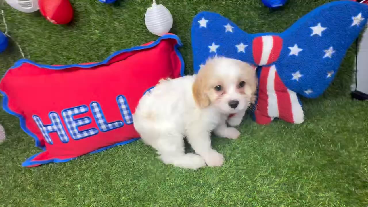 Female Cavachon puppy named Boba for sale at Puppy Dreams - Arlington. video thumbnail