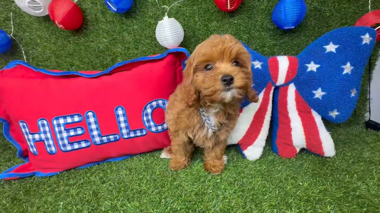 Male Cavapoo puppy named Nugget for sale at Puppy Dreams - Arlington. video thumbnail