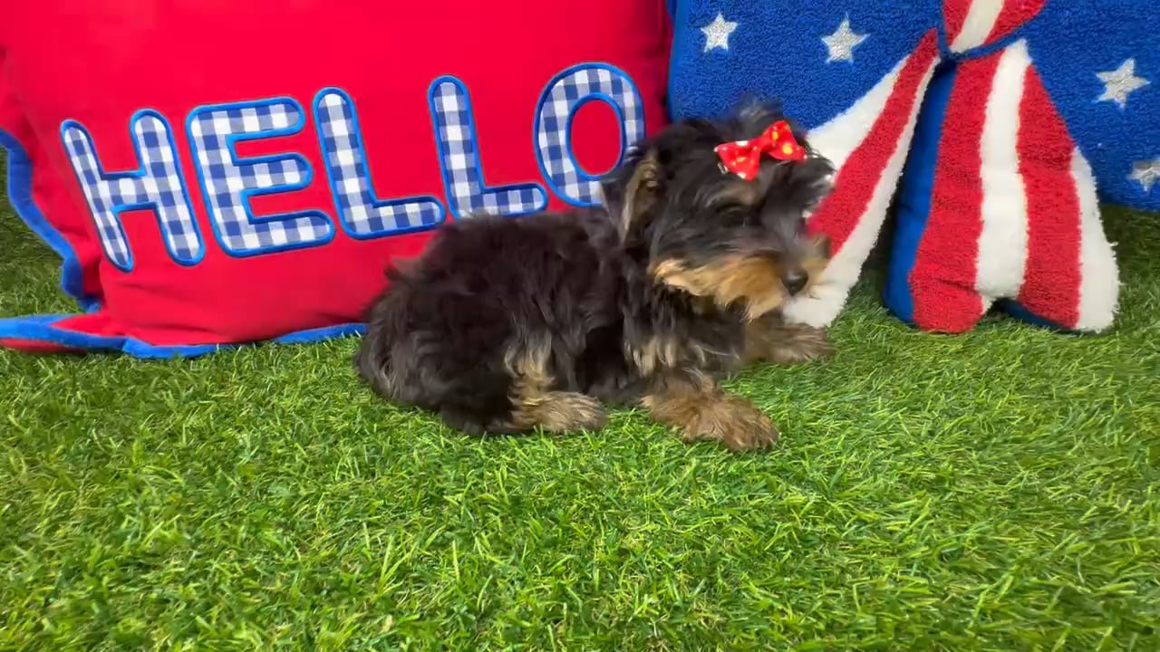 Female Yorkie puppy named Daffy for sale at Puppy Dreams - Arlington. video thumbnail