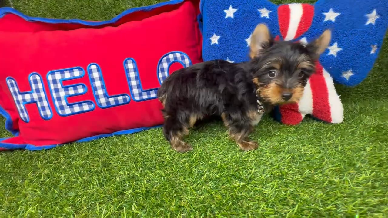 Female Yorkie puppy named Augie for sale at Puppy Dreams - Arlington. video thumbnail