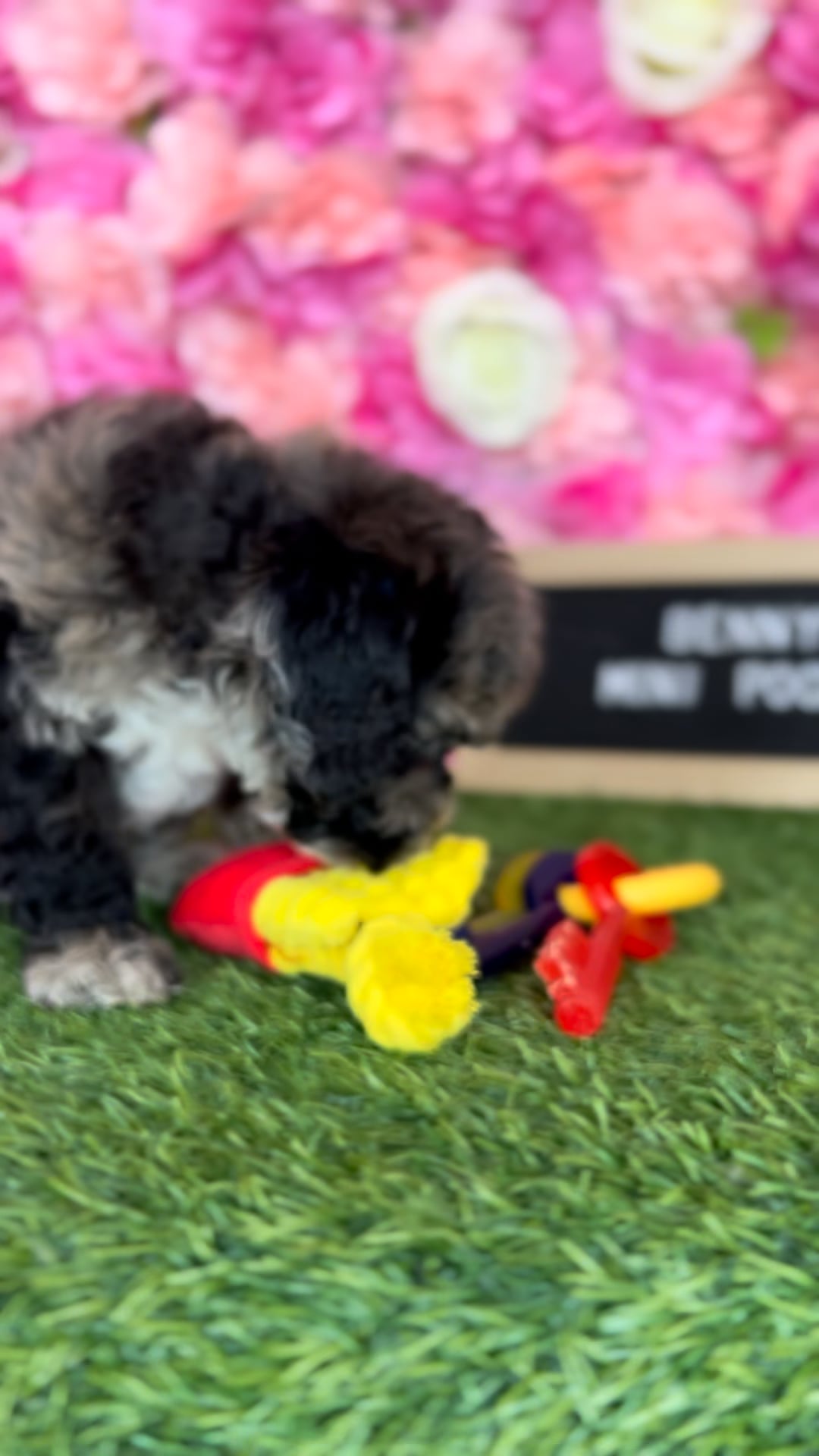 Male Poodle (Mini) puppy named Benny for sale at Pet Express Braintree. video thumbnail