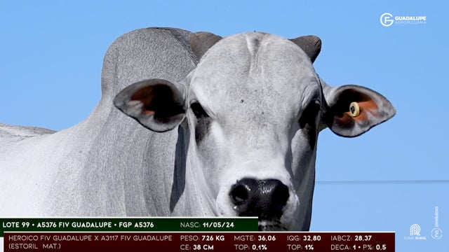 Lote 99