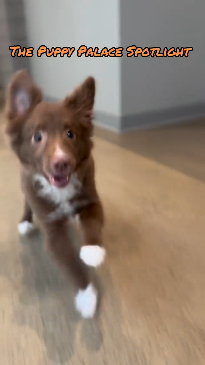Male Mini Australian Shepherd puppy named Phineas for sale at The Puppy Palace CT. video thumbnail