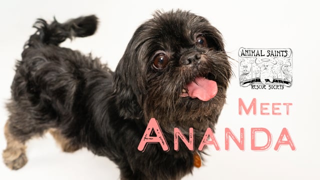 Enlarge Ananda, an adopted Shih Tzu in Fort Montgomery, NY video 6/6