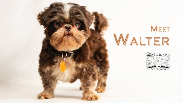 Enlarge Walter, a ADOPTABLE Shih Tzu in Fort Montgomery, NY video 1/6
