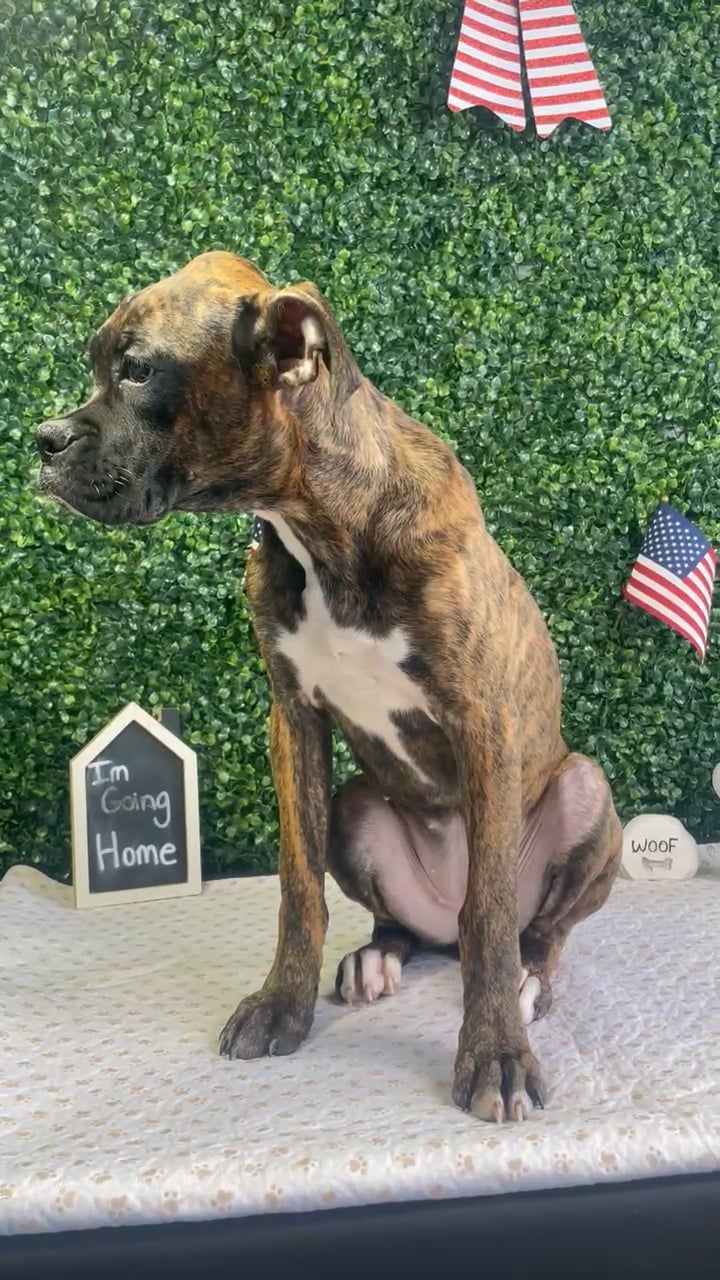 Female Boxer puppy named Gracie for sale at Puppy Dreams - West Little Rock. video thumbnail