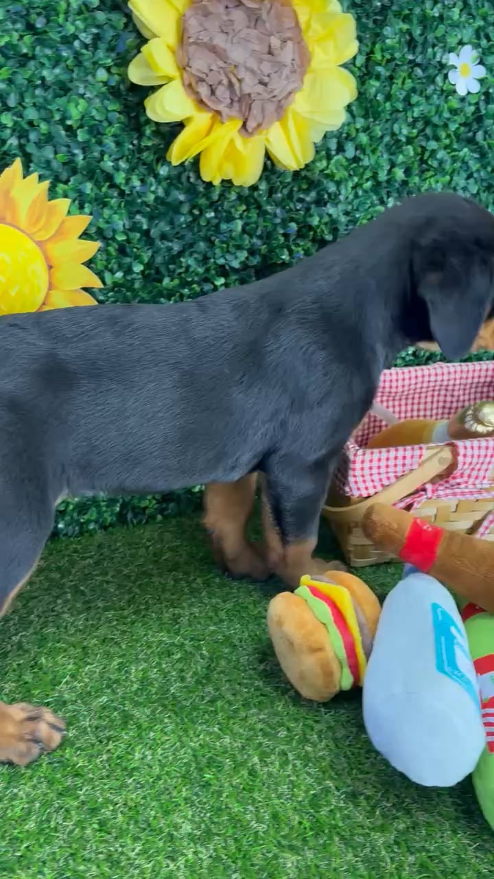 Female Rottweiler puppy named Roxy for sale at Puppy Dreams - Missouri City. video thumbnail