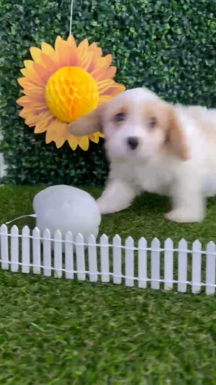 Male Cavachon puppy named Tommy for sale at Puppy Dreams - Missouri City. video thumbnail