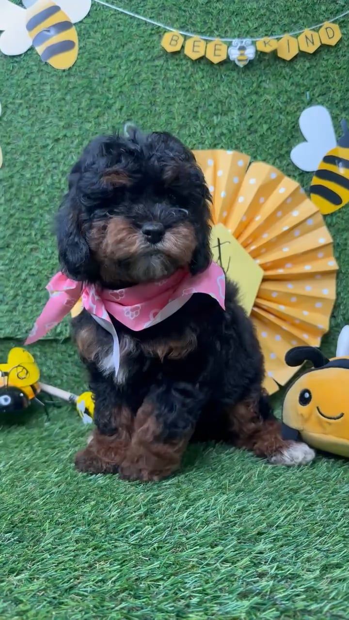 Female Bernedoodle puppy named Fire Fly for sale at Puppy Dreams - Idaho. video thumbnail