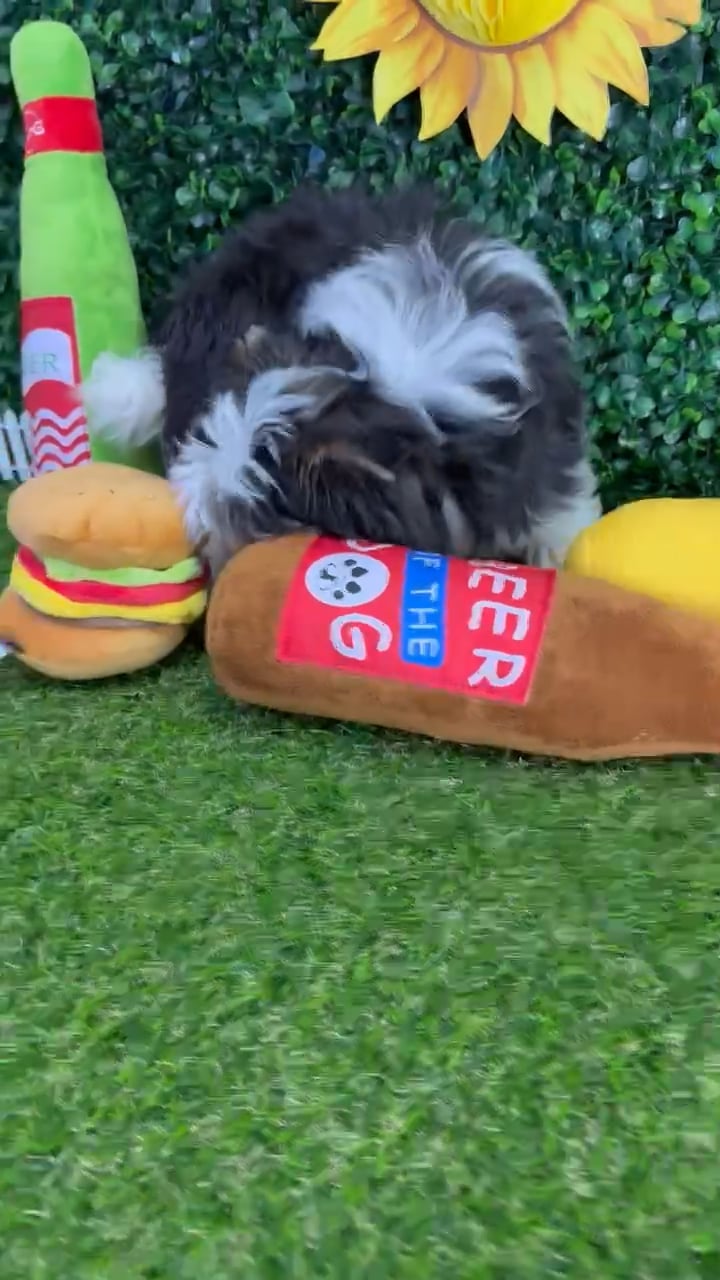 Male Yorkie puppy named Theo for sale at Puppy Dreams - Missouri City. video thumbnail
