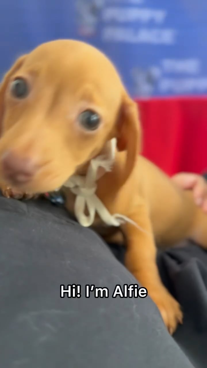 Male Dachshund puppy named Alfie for sale at The Puppy Palace CT. video thumbnail