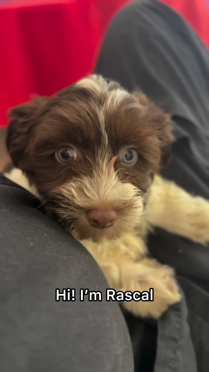 Male Havanese puppy named Rascal for sale at The Puppy Palace CT. video thumbnail