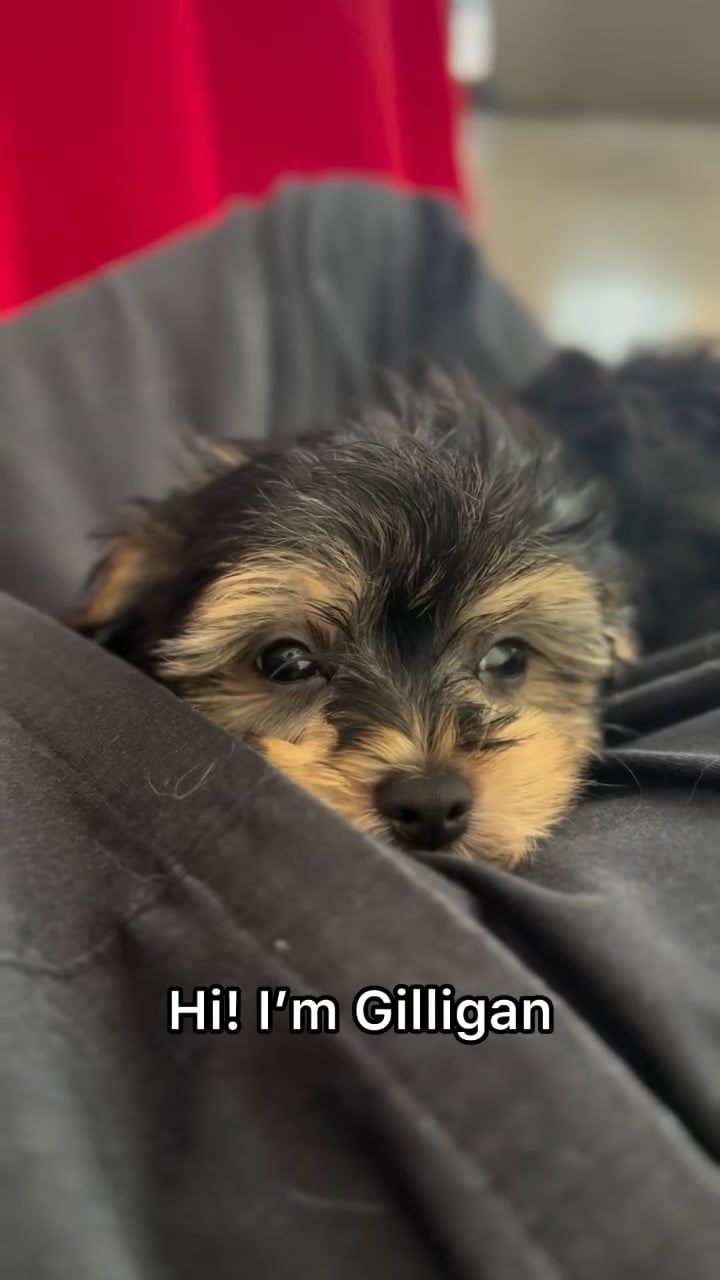 Male Yochon puppy named Gilligan for sale at The Puppy Palace CT. video thumbnail