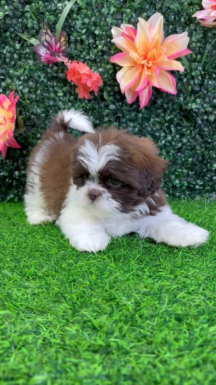 Male Shih Tzu puppy named Cash for sale at Puppy Dreams - Wichita West. video thumbnail