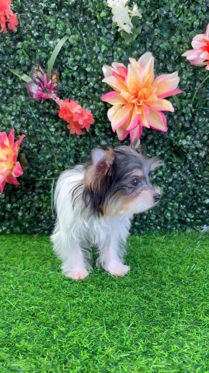 Male Parti Yorkie puppy named Pez for sale at Puppy Dreams - Wichita West. video thumbnail