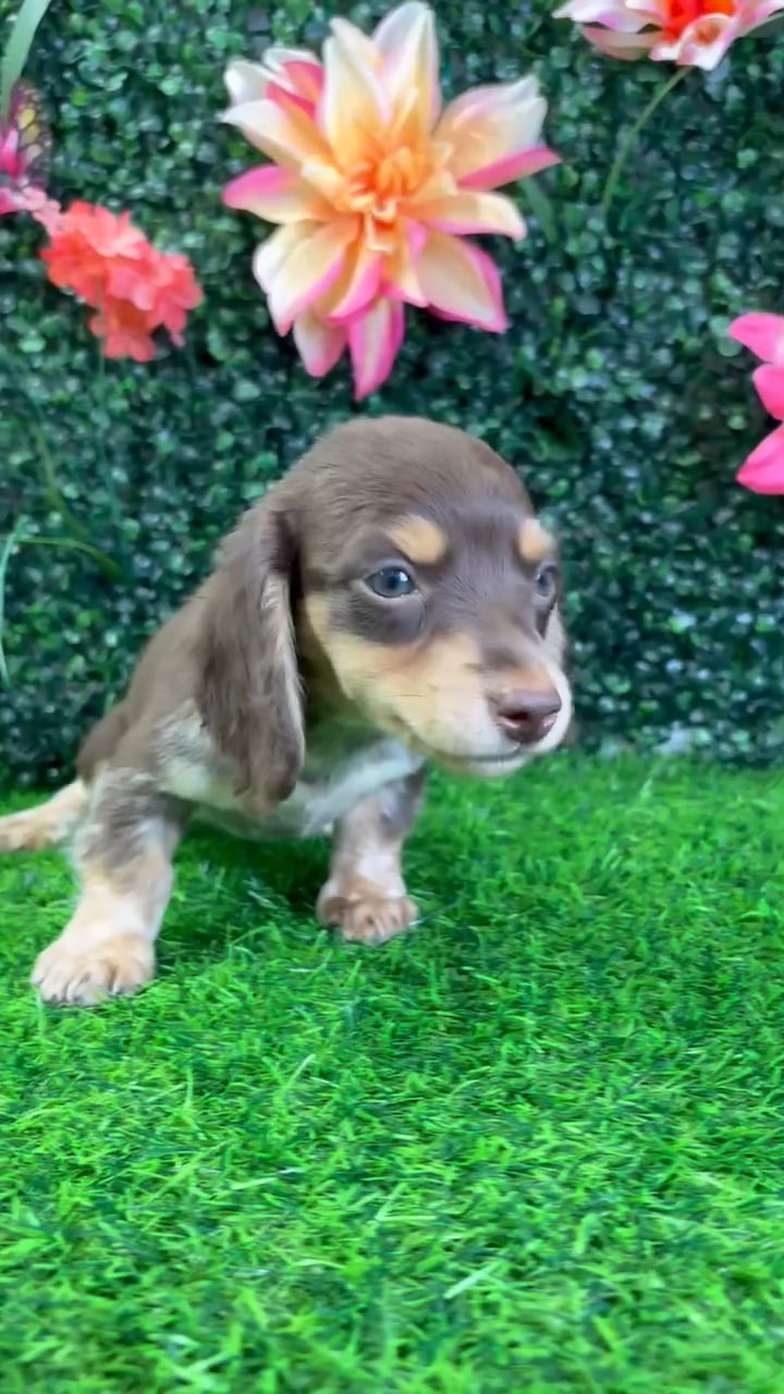 Female Dachshund puppy named Coco for sale at Puppy Dreams - Wichita West. video thumbnail