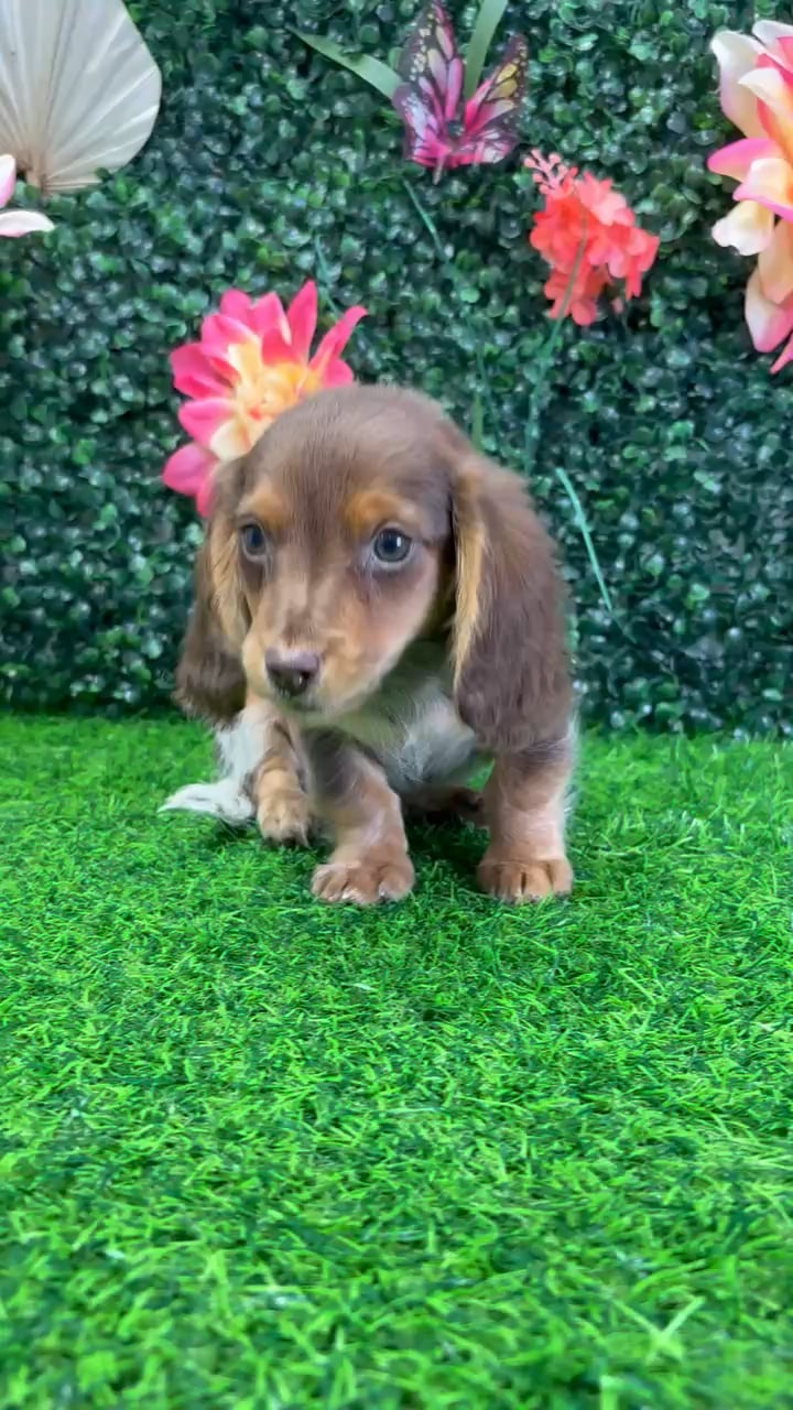 Female Dachshund puppy named Cookie for sale at Puppy Dreams - Junction City. video thumbnail